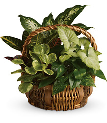 Emerald Garden Basket from Arjuna Florist in Brockport, NY